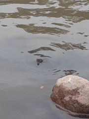 Trachemys nebulosa hiltoni