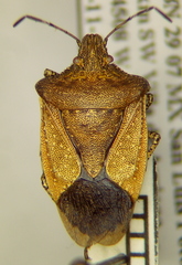 Euschistus biformis