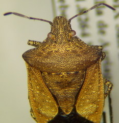 Euschistus biformis