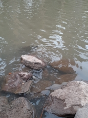 Trachemys nebulosa hiltoni