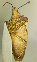 Euschistus biformis