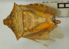 Euschistus emoorei