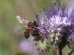 Apis mellifera