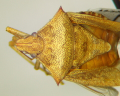 Euschistus emoorei