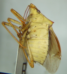 Euschistus emoorei