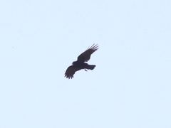 Corvus brachyrhynchos