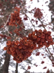 Sorbus aucuparia