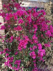 Bougainvillea