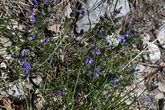 Scutellaria wrightii