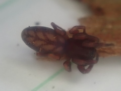 Huttonia