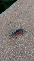 Jadera haematoloma