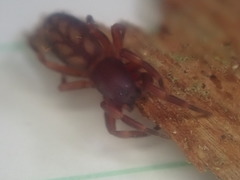 Huttonia