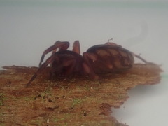 Huttonia