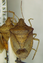 Euschistus crenator