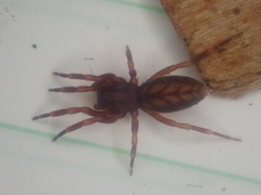 Huttonia