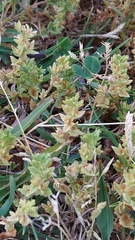 Veronica arvensis