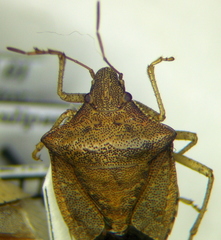 Euschistus crenator