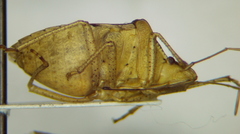Euschistus crenator