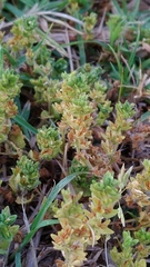 Veronica arvensis