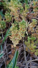 Veronica arvensis