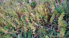 Veronica arvensis