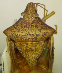 Euschistus crenator