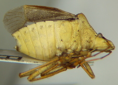 Euschistus crenator