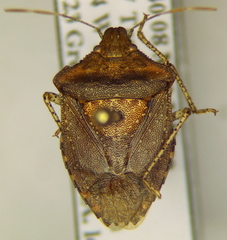 Euschistus stali