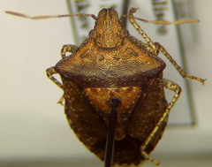 Euschistus stali