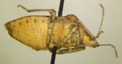 Euschistus stali