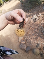 Pachycereus pecten-aboriginum