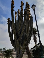 Pachycereus pecten-aboriginum