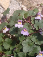 Cymbalaria muralis
