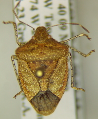 Euschistus stali