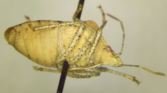 Euschistus stali