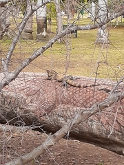 Ctenosaura pectinata