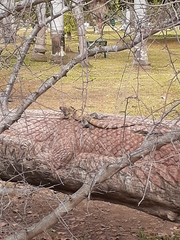 Ctenosaura pectinata