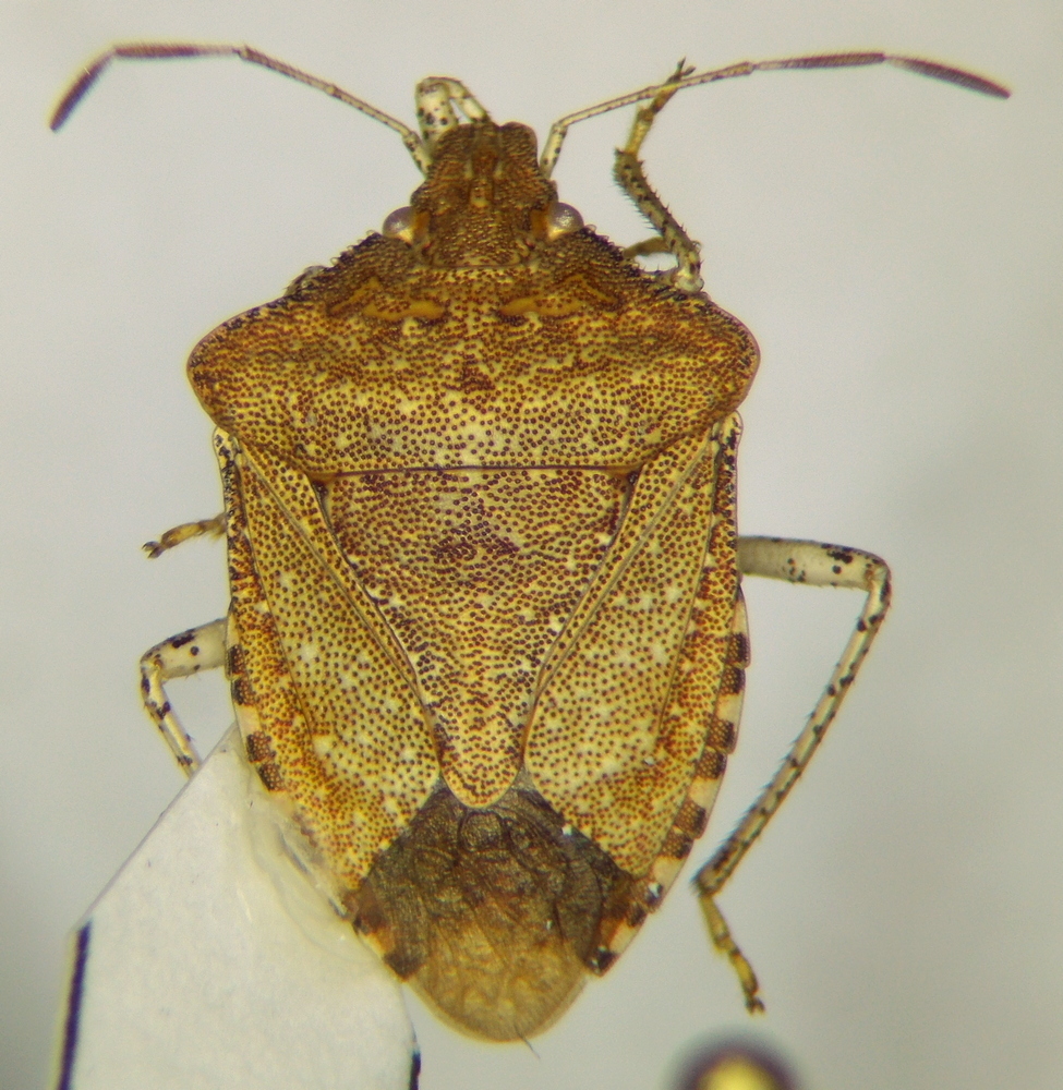 Euschistus stali
