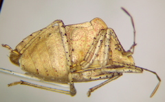 Euschistus stali