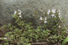 Thymus altaicus