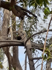 Ctenosaura pectinata