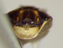 Euschistus stali