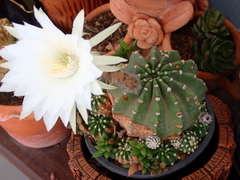 Echinopsis subdenudata