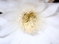 Echinopsis subdenudata