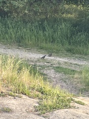 Callipepla californica