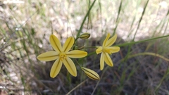 Triteleia ixioides scabra