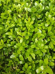 Buxus sinica