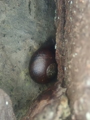 Rhytida australis