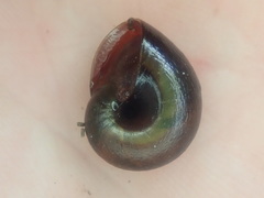 Rhytida australis
