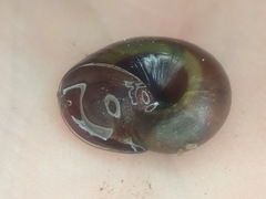 Rhytida australis